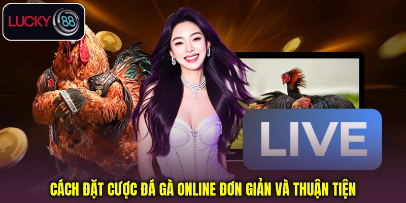 Cách theo dõi và tham gia đá gà trực tuyến