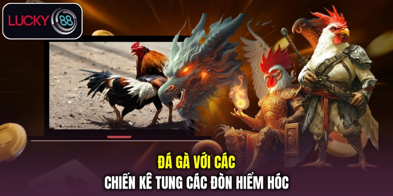 Đá gà với các chiến kê tung các đòn hiểm hóc