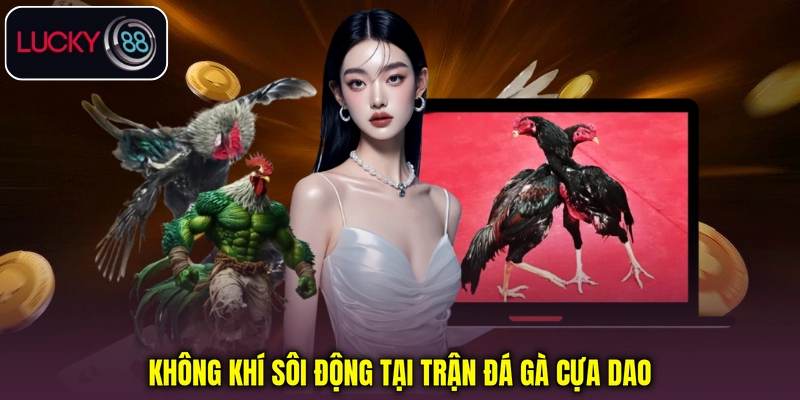 Không khí sôi động tại trận đá gà cựa dao